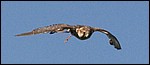 IMG_5687-1.jpg
