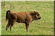_MG_3013.jpg