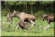 _MG_3036.jpg