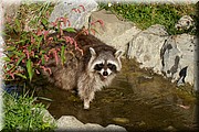 _MG_2366.jpg