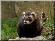_MG_2906.jpg