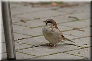 _MG_4032-1.jpg