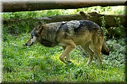 _MG_2478.jpg