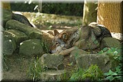_MG_2484.jpg
