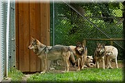 _MG_2703.jpg