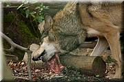 _MG_2718.jpg