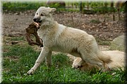 _MG_2750.jpg