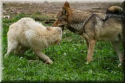 _MG_2751.jpg
