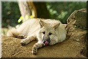 _MG_2763.jpg