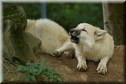 _MG_3212.jpg