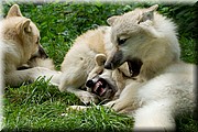 _MG_3899.jpg