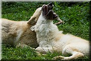 _MG_3905.jpg