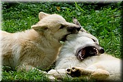 _MG_3906.jpg