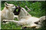 _MG_3909.jpg