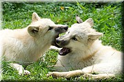 _MG_3912.jpg