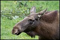 _MG_3061.jpg