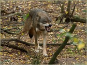 _MG_4067.jpg