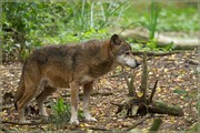 _MG_4072.jpg