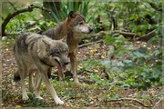 _MG_4076.jpg