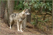 _MG_4092.jpg