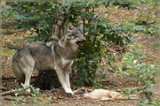 _MG_4110.jpg
