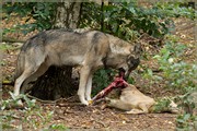 _MG_4125.jpg