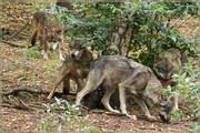_MG_4182.jpg