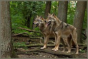 _MG_4062.jpg