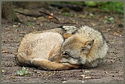 _MG_4209.jpg