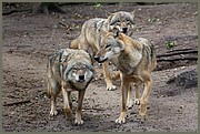 x_mg_2063.jpg