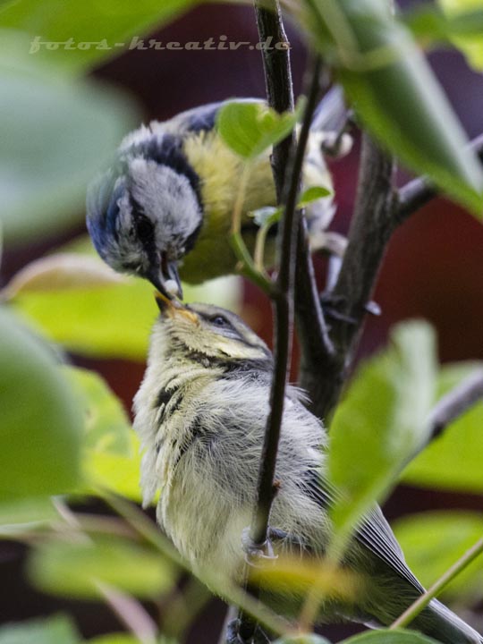 Blaumeise