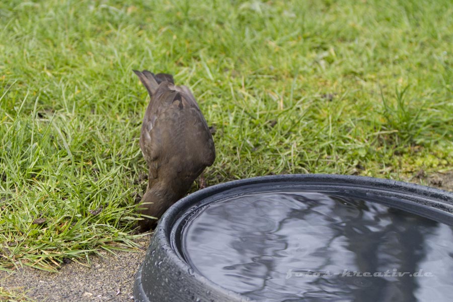 Amsel
