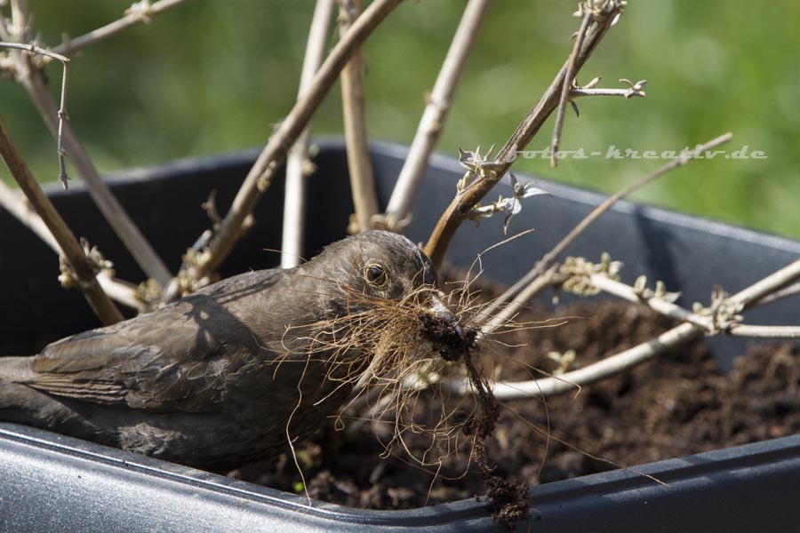 Amsel
