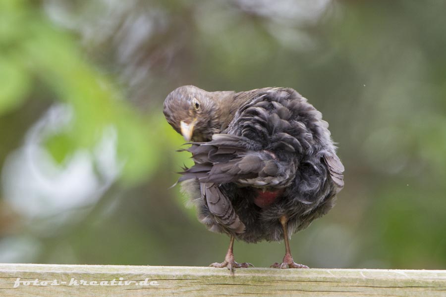 Amsel