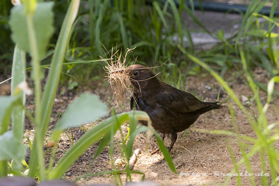 Amsel