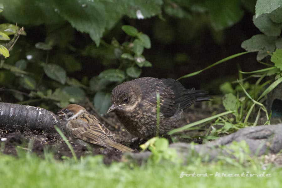 Amsel und Feldsperling