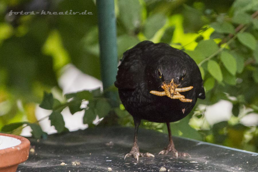 Amsel