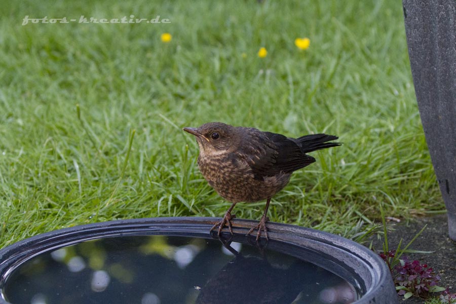 Junge Amsel