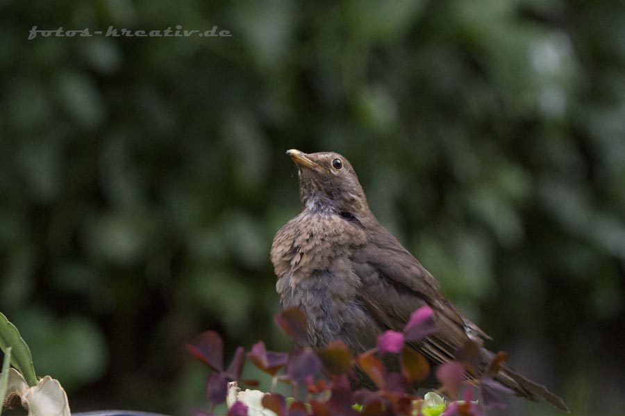 Junge Amsel