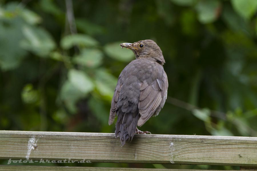 Amsel
