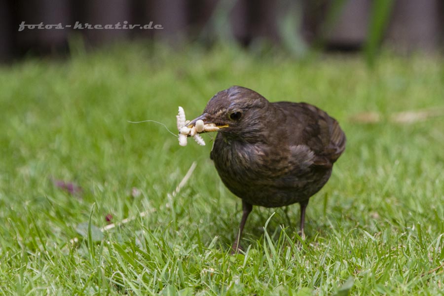 Amsel